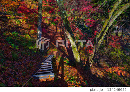 紅葉をむかえた西山公園のモミジ 134246623