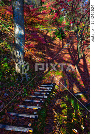 紅葉をむかえた西山公園のモミジ 紅葉をむかえた西山公園のモミジ 134246624