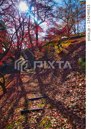 紅葉をむかえた西山公園のモミジ 紅葉をむかえた西山公園のモミジ 134246625