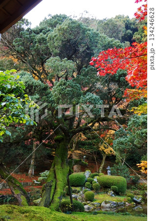 古都の秘境 深緑と真紅の調和 134246628