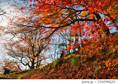 紅葉をむかえた西山公園のモミジ 紅葉をむかえた西山公園のモミジ 134246629