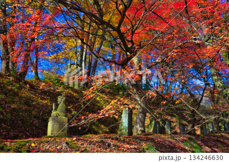 紅葉をむかえた西山公園のモミジ 紅葉をむかえた西山公園のモミジ 134246630
