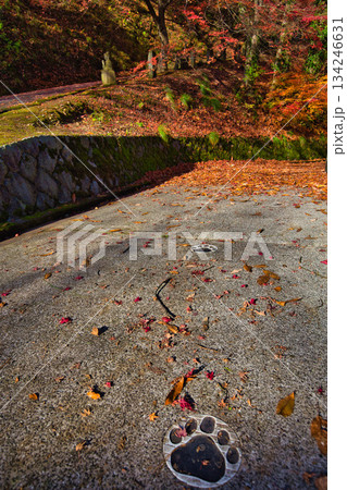 紅葉をむかえた西山公園のモミジ 134246631