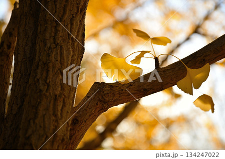 紅葉したイチョウ 紅葉したイチョウ 134247022