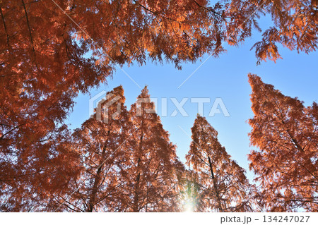 紅葉したメタセコイアの大木 134247027