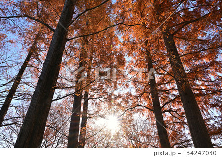 紅葉したメタセコイアの林 紅葉したメタセコイアの林 134247030