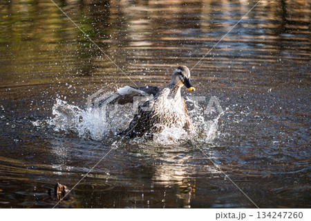水浴びするカルガモ 134247260