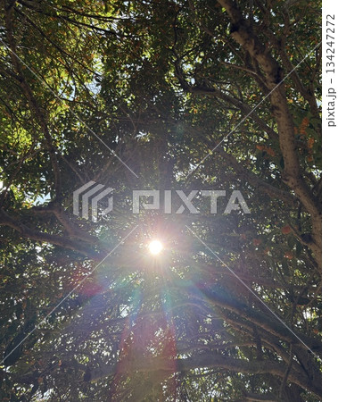 森の中で見た太陽 森の中で見た太陽 134247272