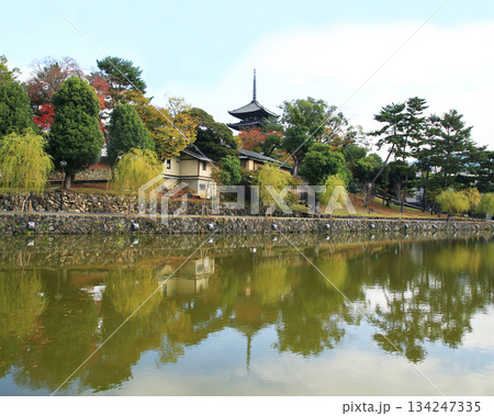 奈良公園　紅葉 134247335