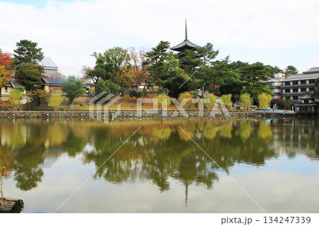 奈良公園　紅葉 134247339