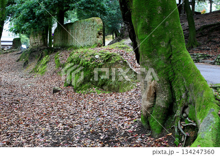 奈良公園 紅葉 奈良公園 紅葉 134247360