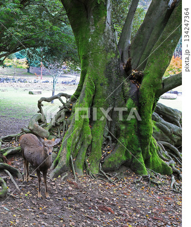 奈良公園　紅葉 134247364