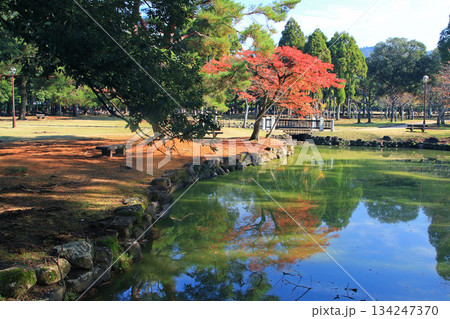 奈良公園 紅葉 奈良公園 紅葉 134247370