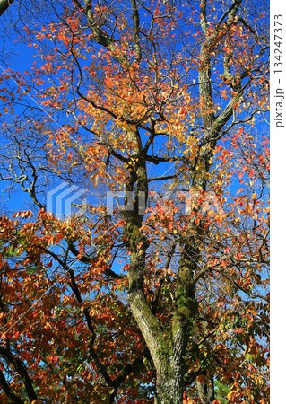 奈良公園　紅葉 134247373