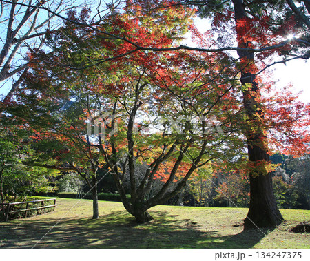 奈良公園　紅葉 134247375