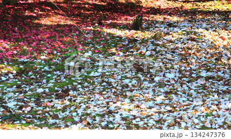 奈良公園 紅葉 奈良公園 紅葉 134247376