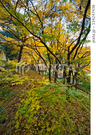 秋の八幡山からの眺望とおさごえカルチャーパーク 秋の八幡山からの眺望とおさごえカルチャーパーク 134247436