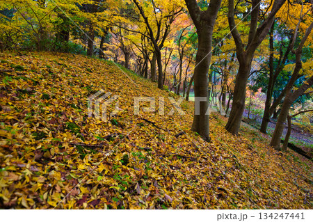 秋の八幡山からの眺望とおさごえカルチャーパーク 秋の八幡山からの眺望とおさごえカルチャーパーク 134247441