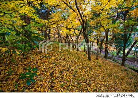 秋の八幡山からの眺望とおさごえカルチャーパーク 秋の八幡山からの眺望とおさごえカルチャーパーク 134247446