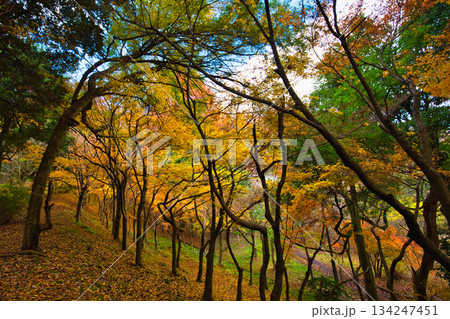 秋の八幡山からの眺望とおさごえカルチャーパーク 134247451