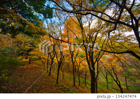 秋の八幡山からの眺望とおさごえカルチャーパーク 秋の八幡山からの眺望とおさごえカルチャーパーク 134247474