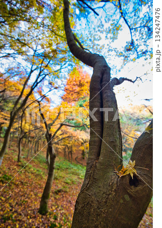 秋の八幡山からの眺望とおさごえカルチャーパーク 134247476
