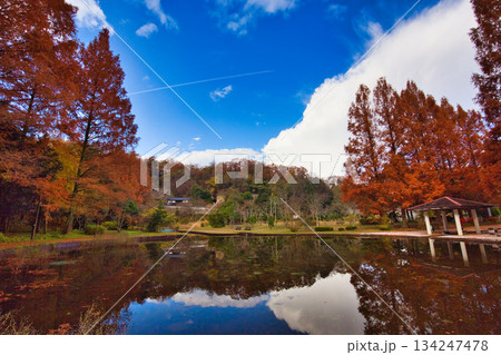 秋の八幡山からの眺望とおさごえカルチャーパーク 秋の八幡山からの眺望とおさごえカルチャーパーク 134247478