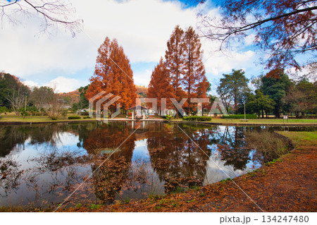 秋の八幡山からの眺望とおさごえカルチャーパーク 134247480