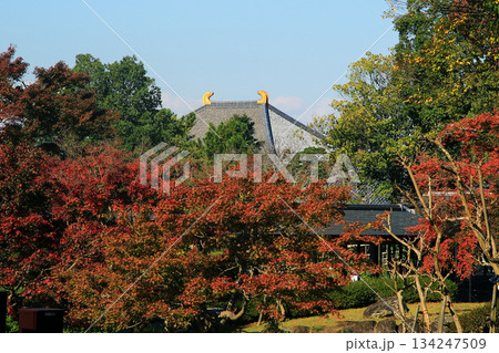 奈良公園 東大寺 紅葉 奈良公園 東大寺 紅葉 134247509