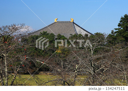 奈良公園　東大寺　紅葉 134247511