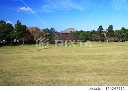 奈良公園　東大寺　紅葉 134247512