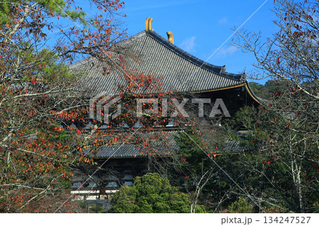 奈良公園　東大寺　紅葉 134247527