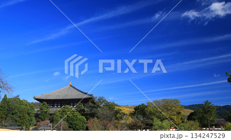 奈良公園　東大寺　紅葉 134247529