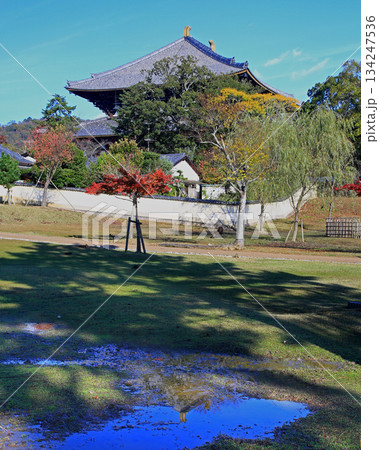 奈良公園　東大寺　紅葉 134247536