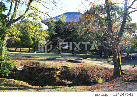 奈良公園　東大寺　紅葉 134247542