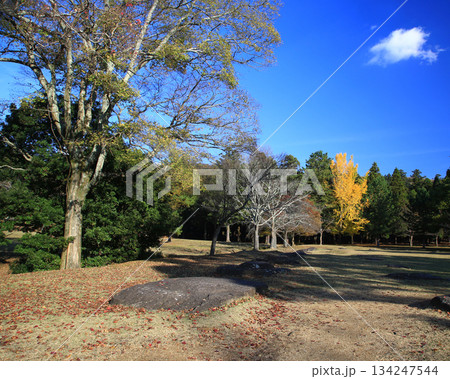 奈良公園　東大寺　紅葉 134247544
