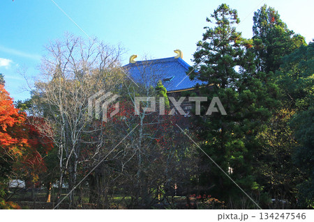 奈良公園　東大寺　紅葉 134247546