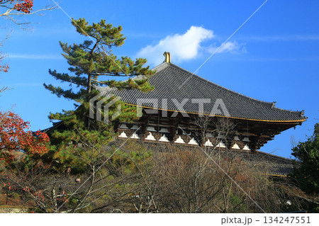 奈良公園　東大寺　紅葉 134247551