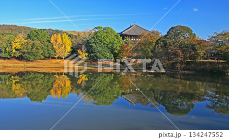 奈良公園 東大寺 紅葉 奈良公園 東大寺 紅葉 134247552