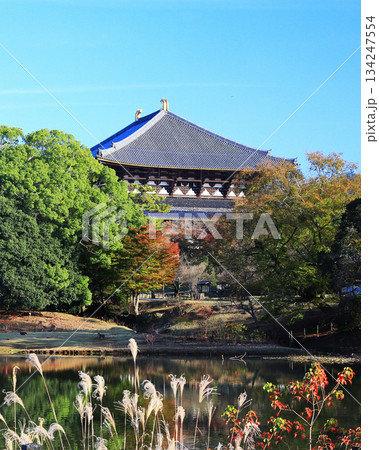 奈良公園 東大寺 紅葉 奈良公園 東大寺 紅葉 134247554
