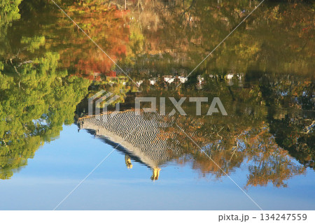奈良公園　東大寺　紅葉 134247559