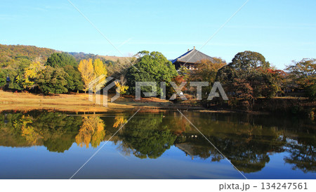 奈良公園　東大寺　紅葉 134247561
