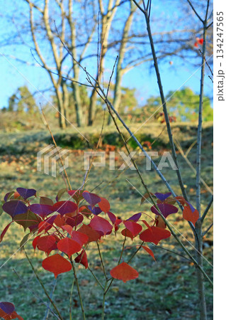 奈良公園　東大寺　紅葉 134247565