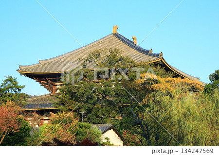 奈良公園　東大寺　紅葉 134247569