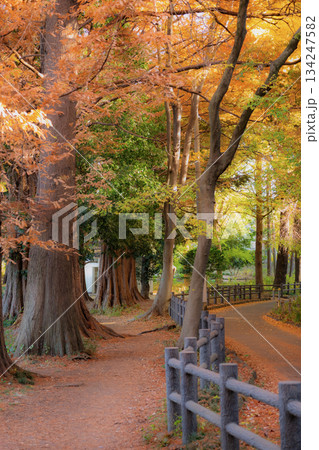 紅葉のある公園 紅葉のある公園 134247582