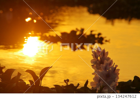 池の中のホテイアオイ 134247612