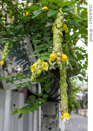 Top view of Dragon's Tail Plant, focus selective Top view of Dragon's Tail Plant, focus selective 134247652