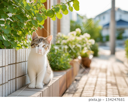 住宅街で佇むかわいい猫の穏やかな一枚 134247681