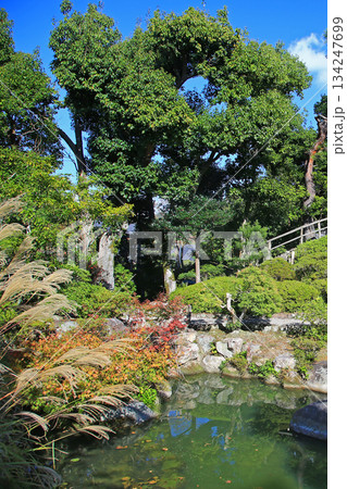 吉城園　紅葉　奈良県 134247699