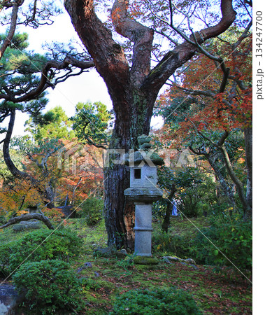 吉城園 紅葉 奈良県 吉城園 紅葉 奈良県 134247700